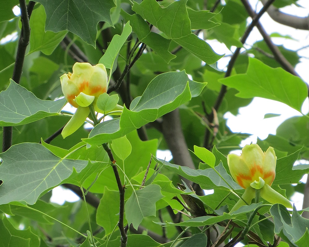 Image of Liriodendron tulipifera specimen.