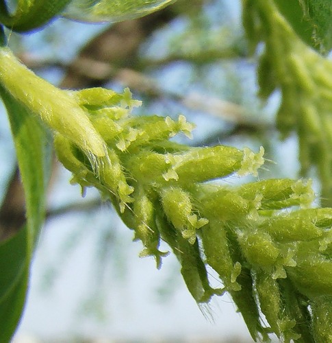 Image of Salix euxina specimen.