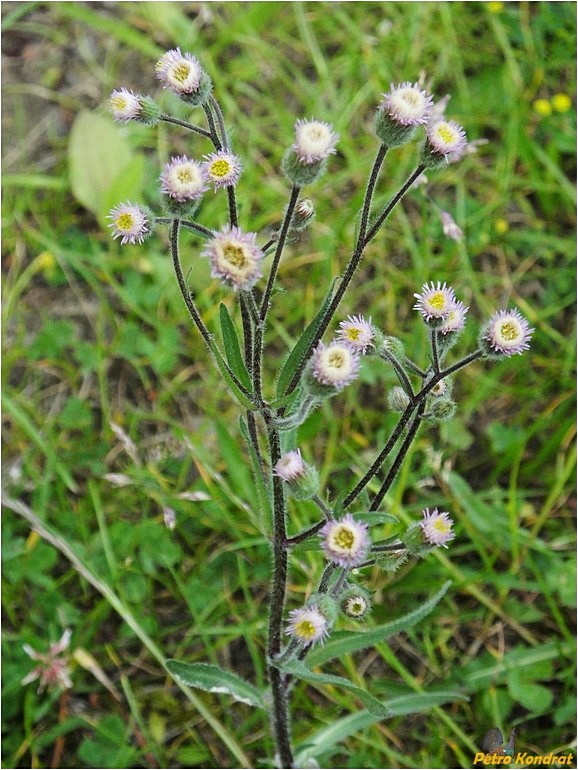 Image of Erigeron acris specimen.