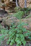 Mycelis muralis