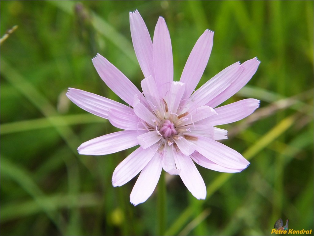 Изображение особи Scorzonera rosea.