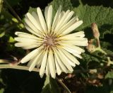 Lactuca tuberosa
