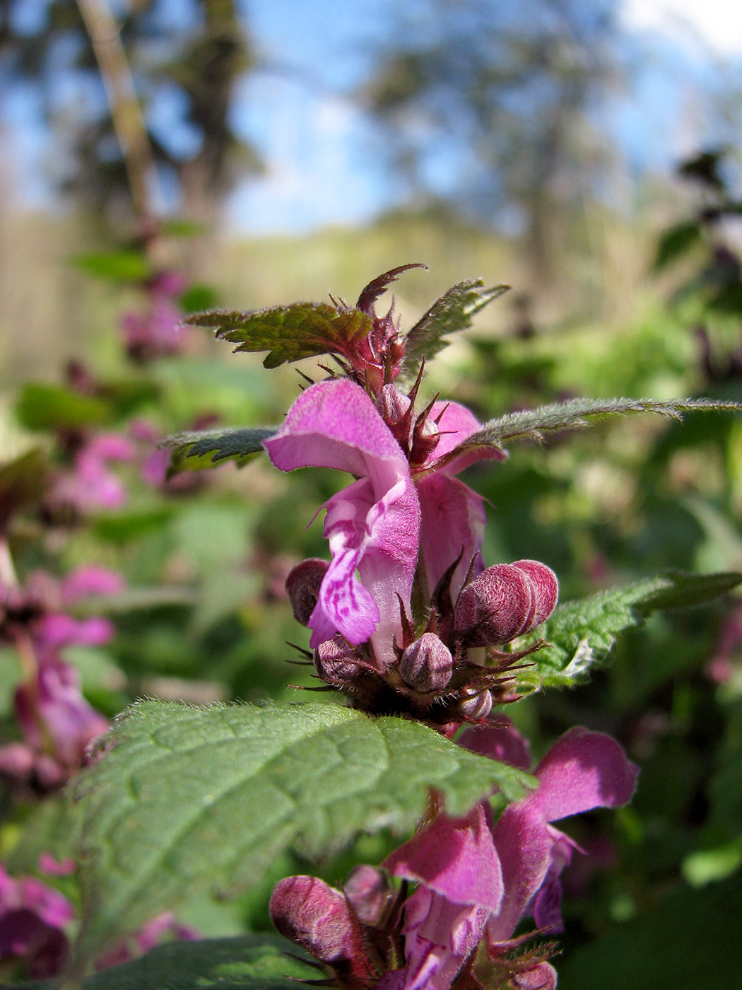 Изображение особи Lamium maculatum.