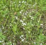 Myosotis nemorosa