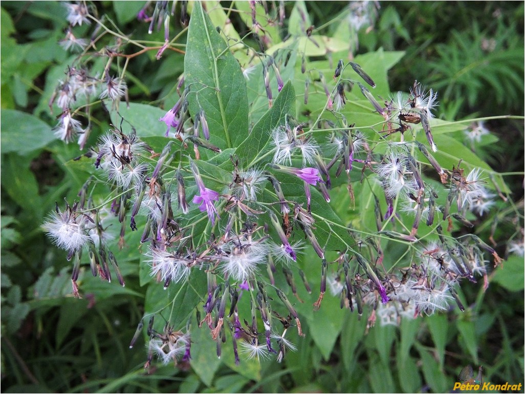 Image of Prenanthes purpurea specimen.