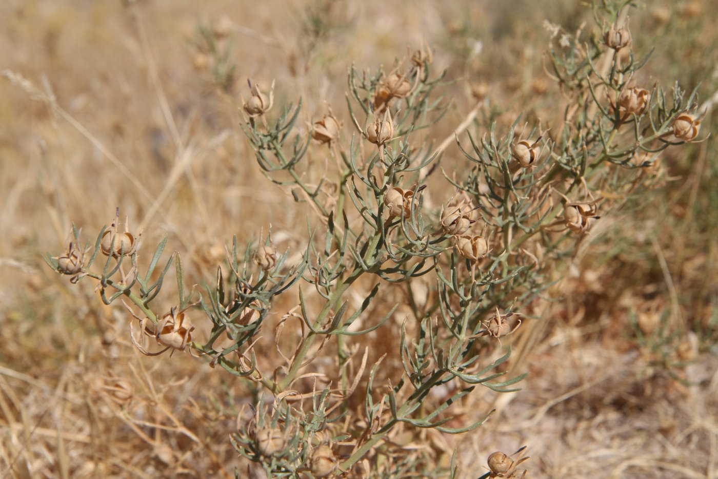 Image of Peganum harmala specimen.