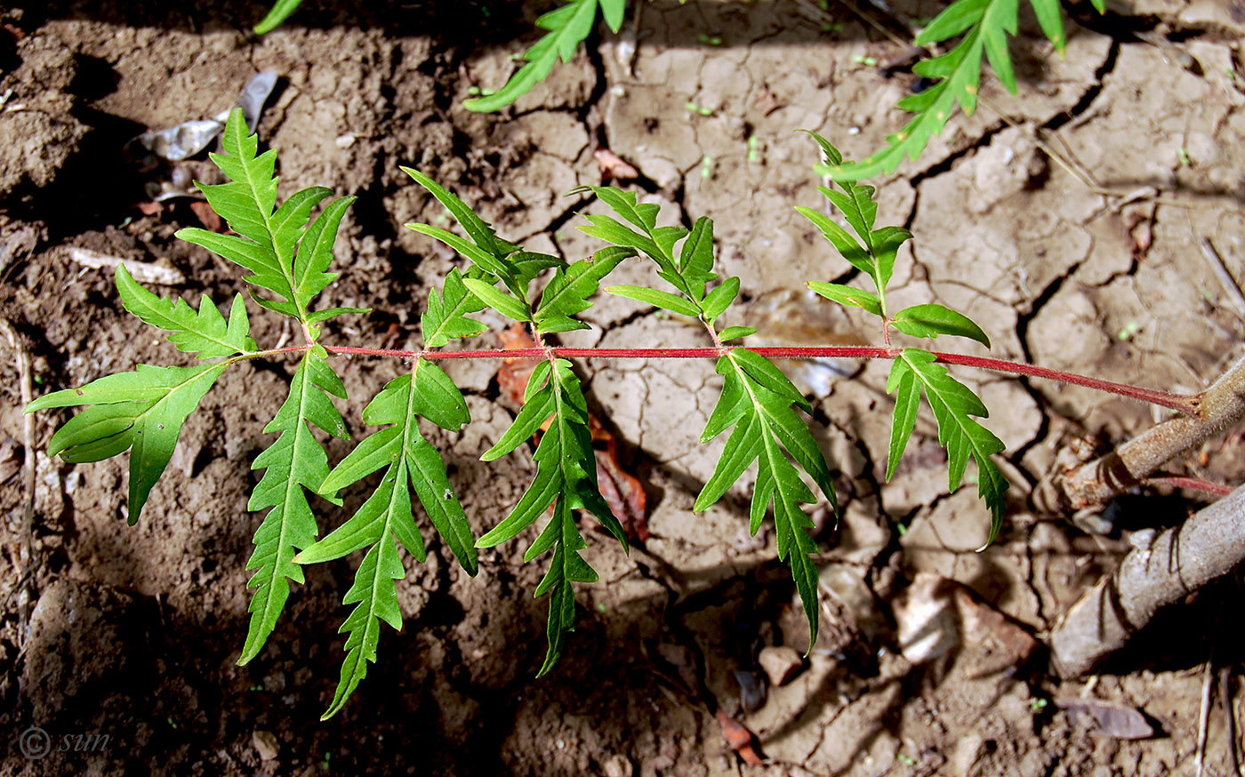 Image of Rhus typhina f. laciniata specimen.