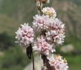 Cuscuta epithymum