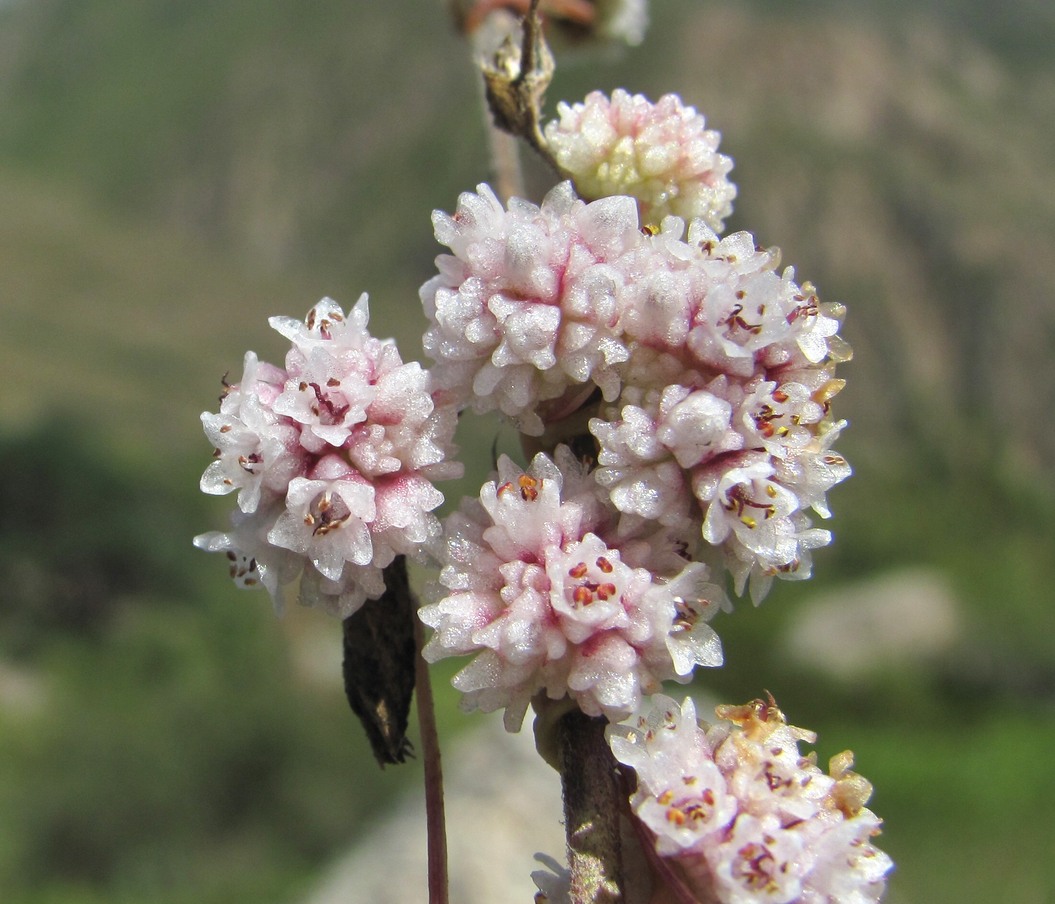 Image of Cuscuta epithymum specimen.