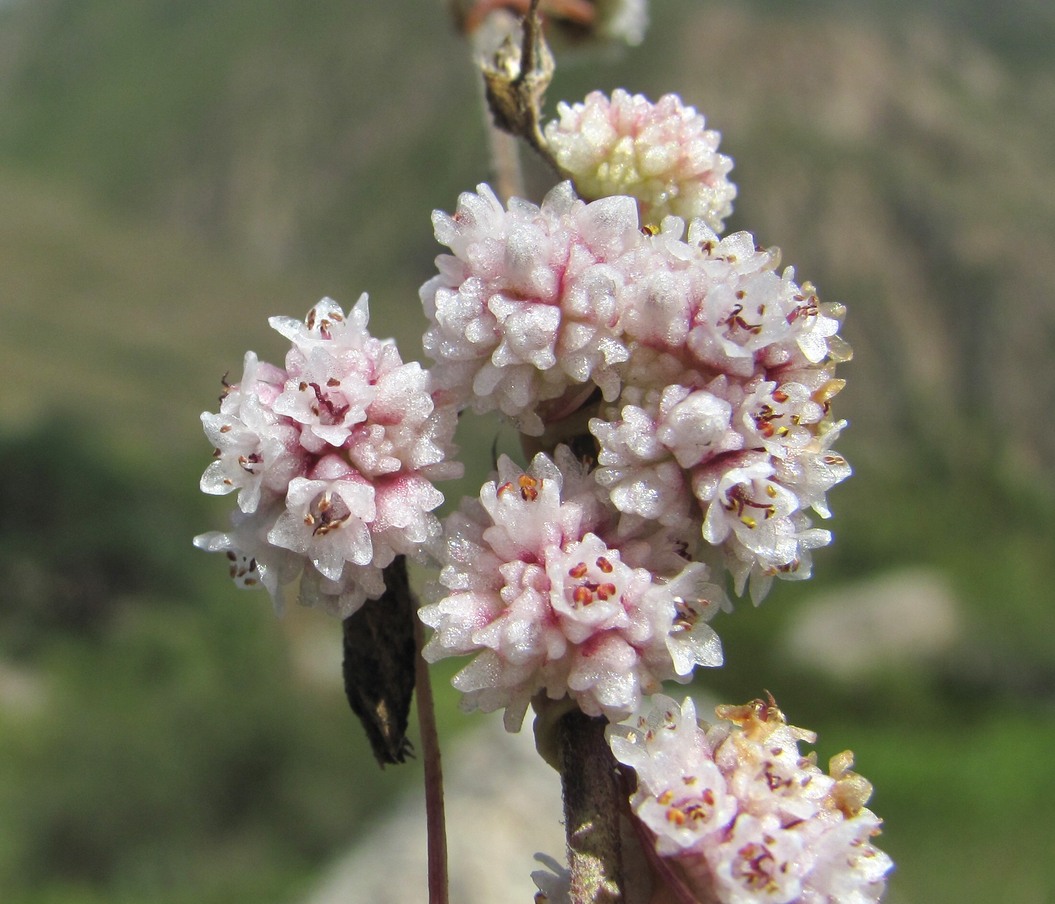 Изображение особи Cuscuta epithymum.