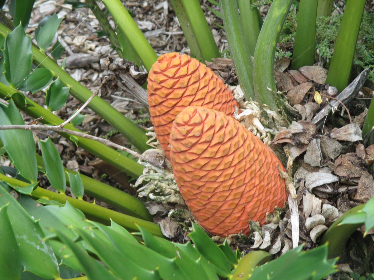 Изображение особи Encephalartos ferox.