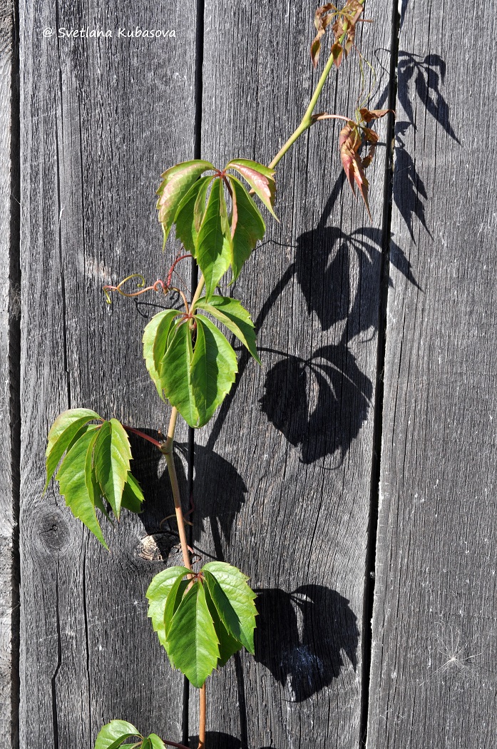 Image of Parthenocissus quinquefolia specimen.