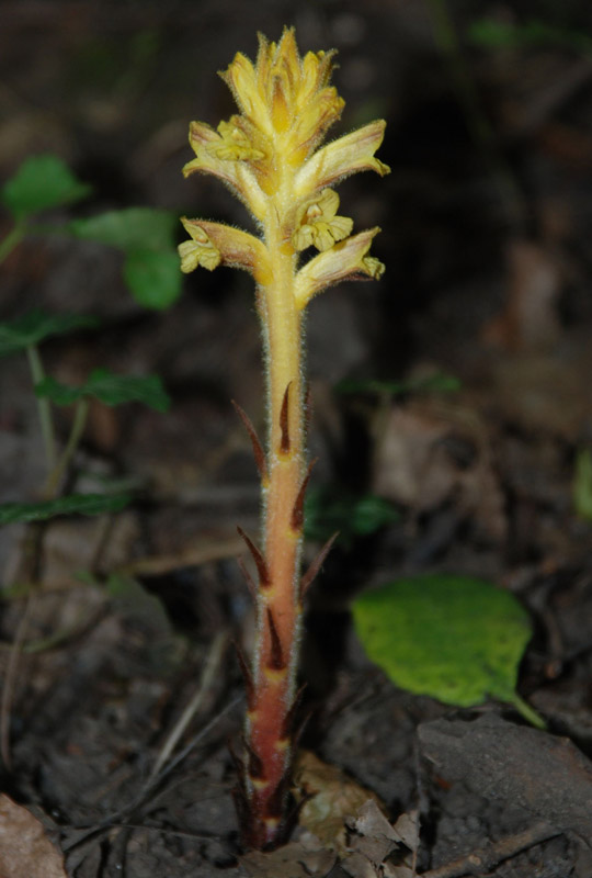 Image of Orobanche laxissima specimen.
