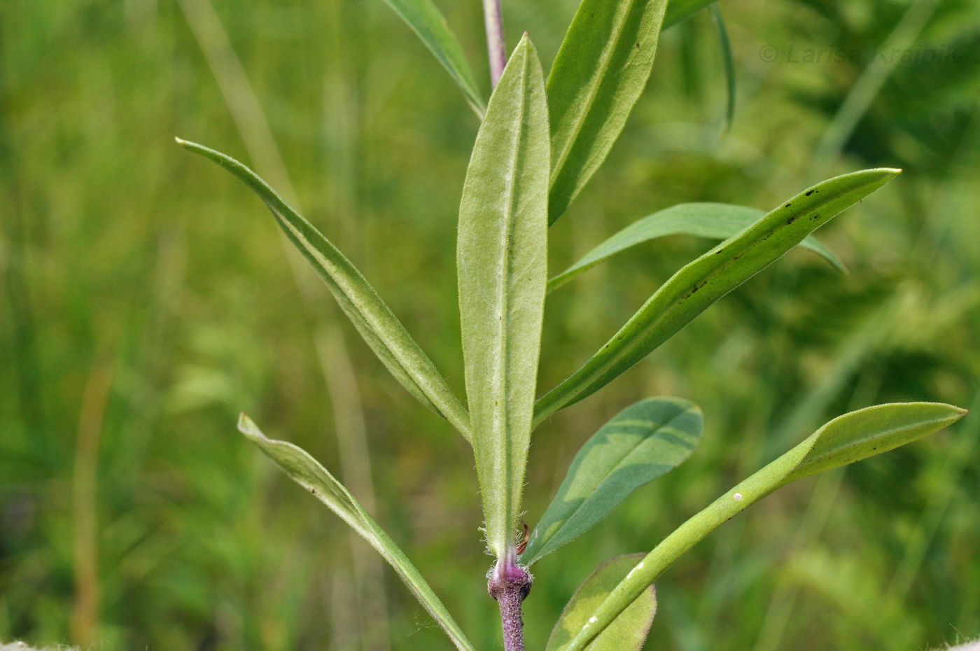 Image of Silene amoena specimen.