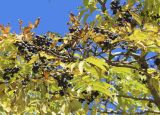 Phellodendron amurense