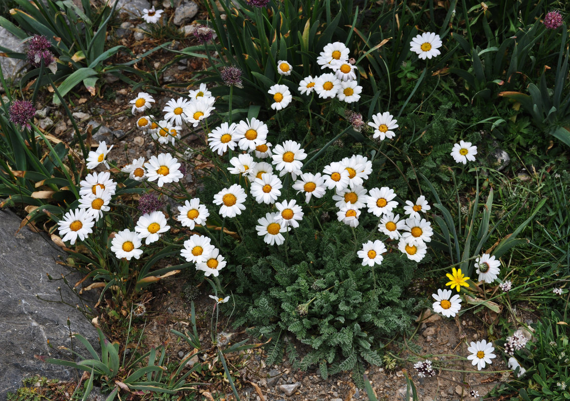 Image of Richteria pyrethroides specimen.