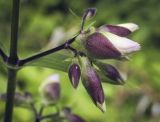 Saponaria officinalis. Часть соцветия в бутонах. Пермский край, г. Пермь, Свердловский р-н, кладбище \"Южное\", пустырь. 01.08.2017.