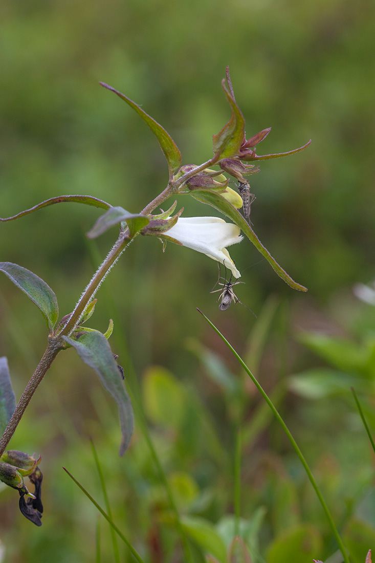 Image of Melampyrum pratense specimen.