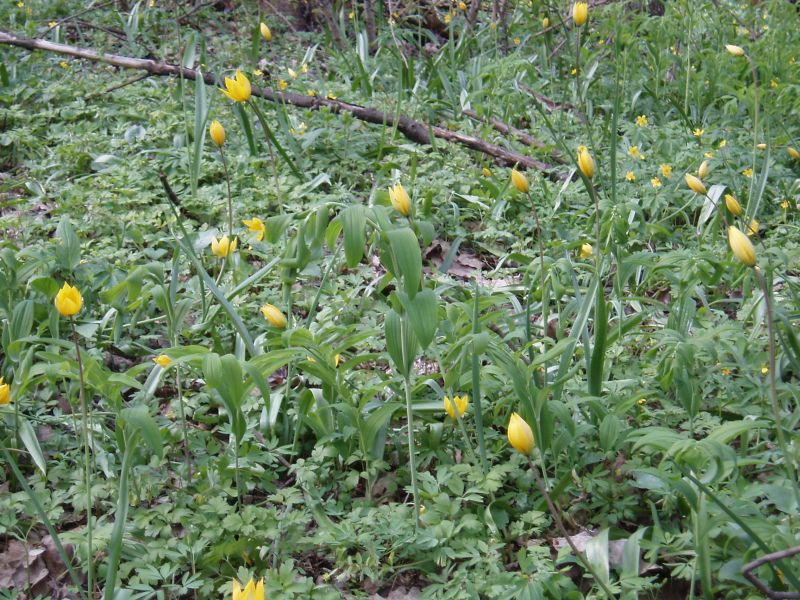 Изображение особи Tulipa biebersteiniana.