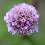 Armeria scabra