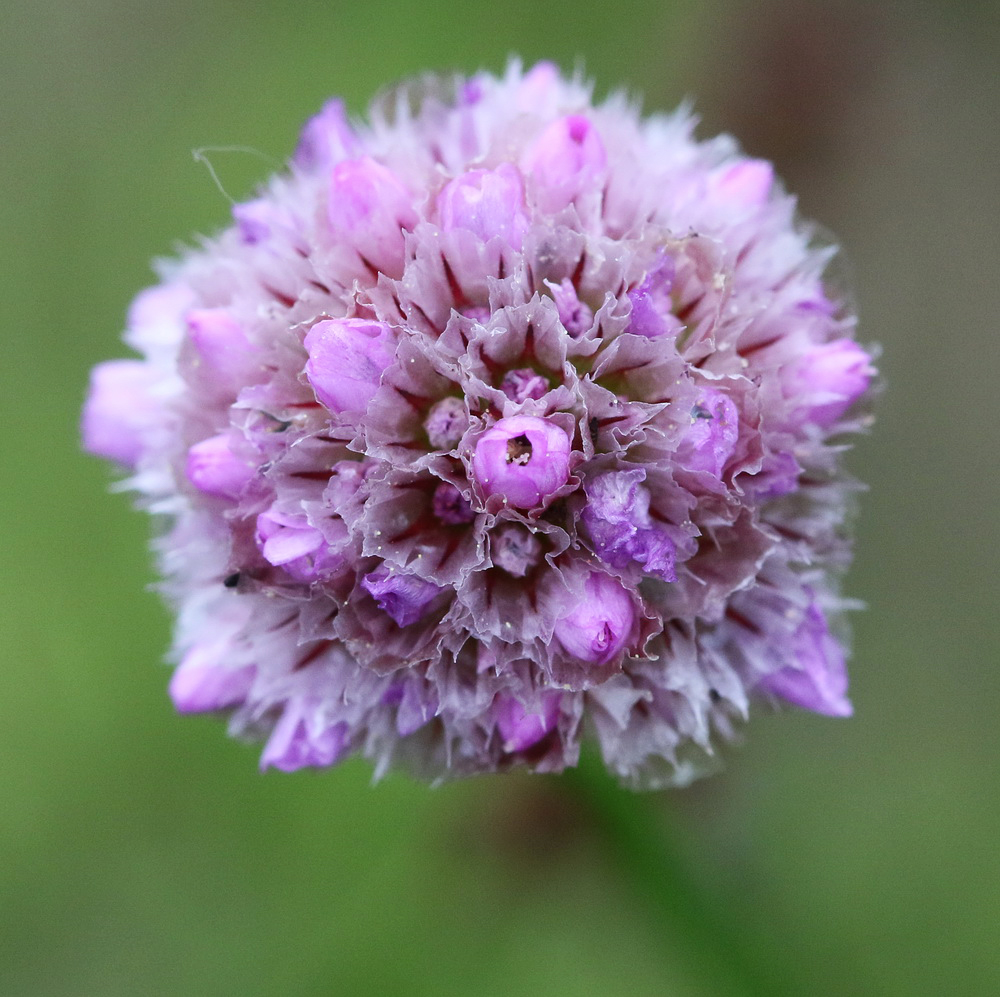 Изображение особи Armeria scabra.