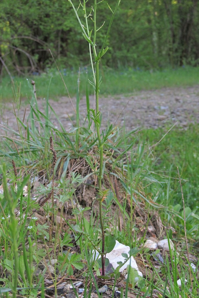 Image of Barbarea arcuata specimen.