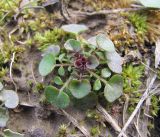 Cardamine hirsuta