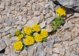 Alyssum oschtenicum