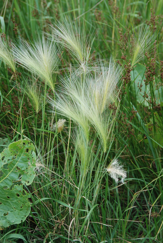 Image of Hordeum jubatum specimen.