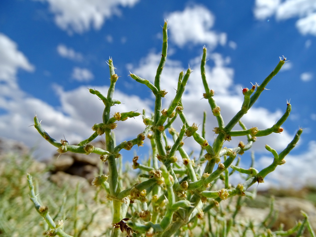 Image of Anabasis brachiata specimen.