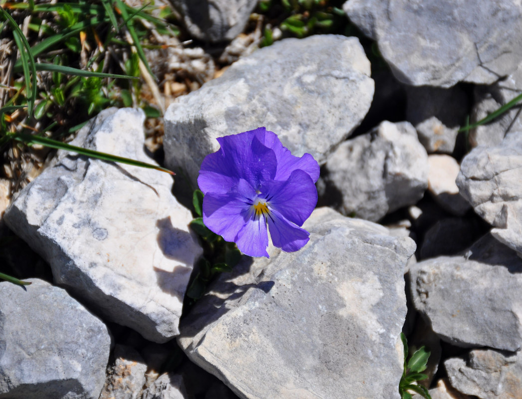 Изображение особи Viola oreades.