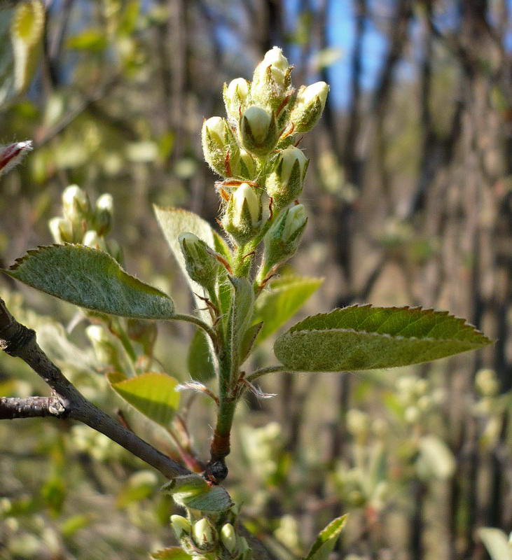 Image of Amelanchier spicata specimen.