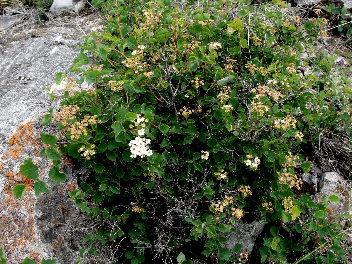 Image of Spiraea trilobata specimen.