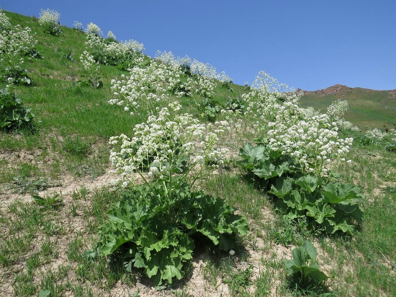 Изображение особи Crambe kotschyana.