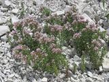 Asperula cretacea. Цветущие растения. Крым, Бахчисарайский р-н, гора Тепе-Кермен. 29.05.2018.