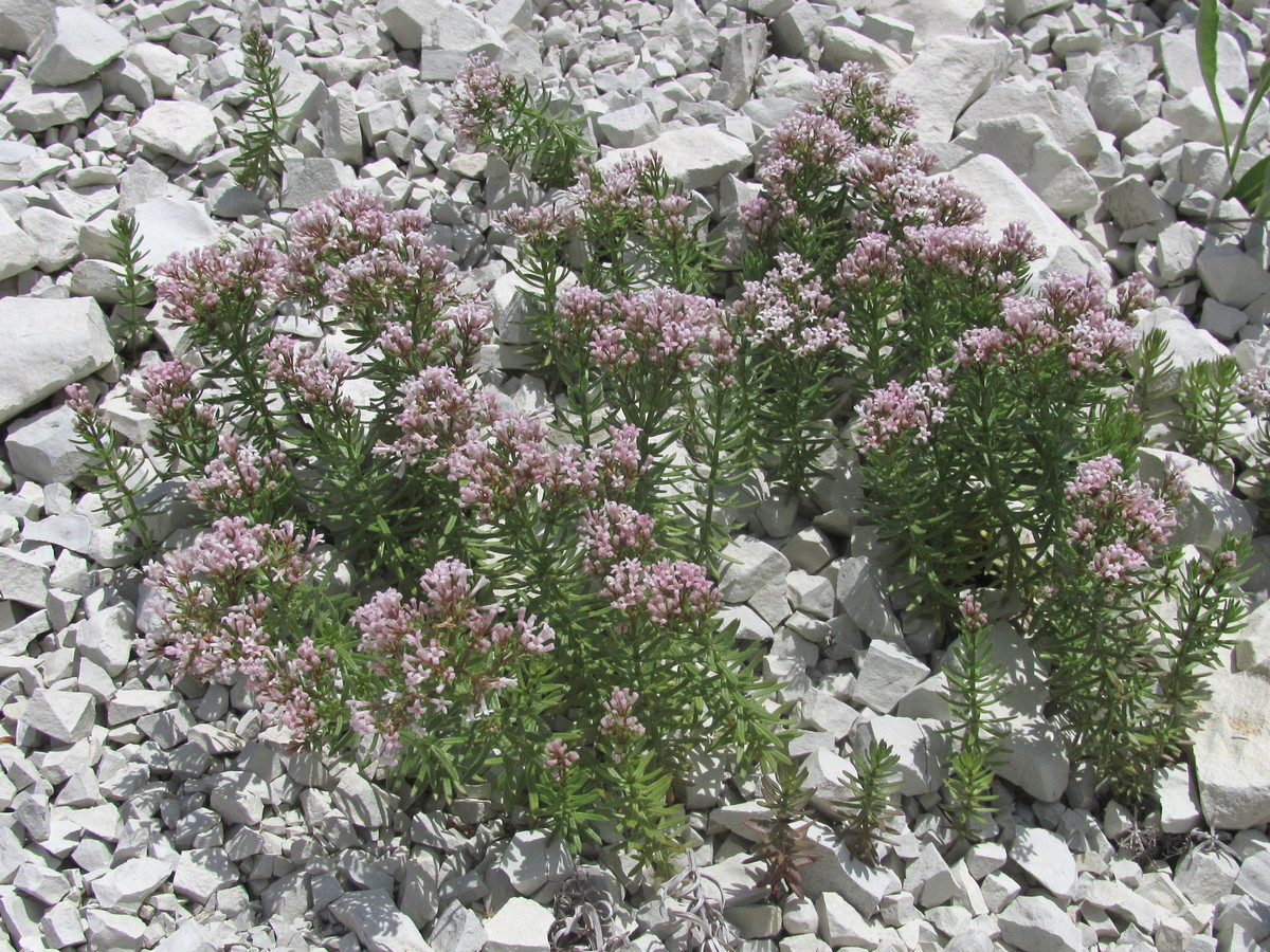 Изображение особи Asperula cretacea.