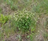 Vincetoxicum hirundinaria