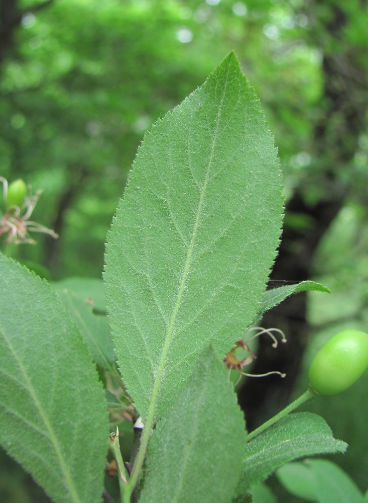 Изображение особи Prunus cerasifera ssp. caspica.