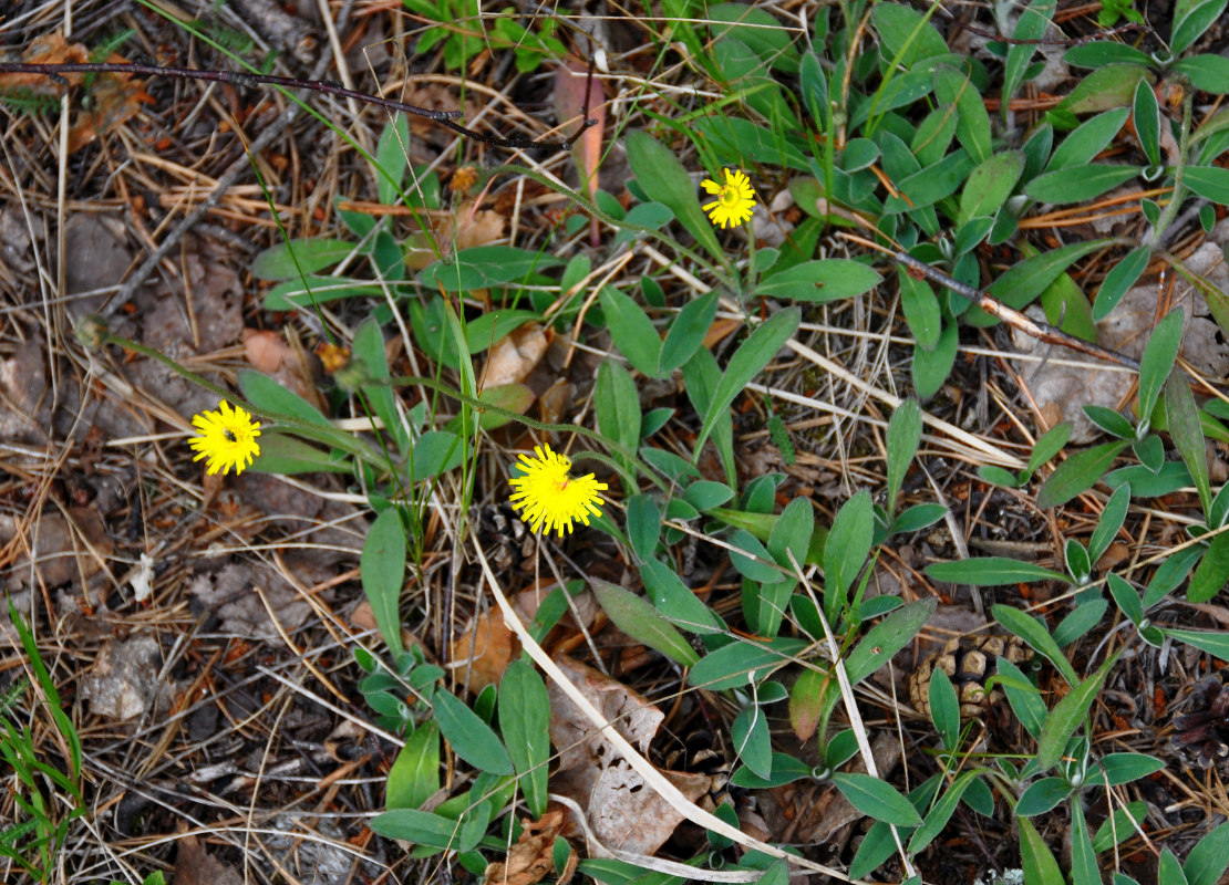 Изображение особи Pilosella officinarum.