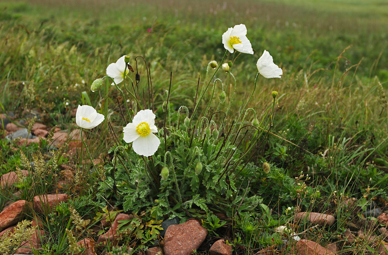 Image of Papaver sokolovskajae specimen.