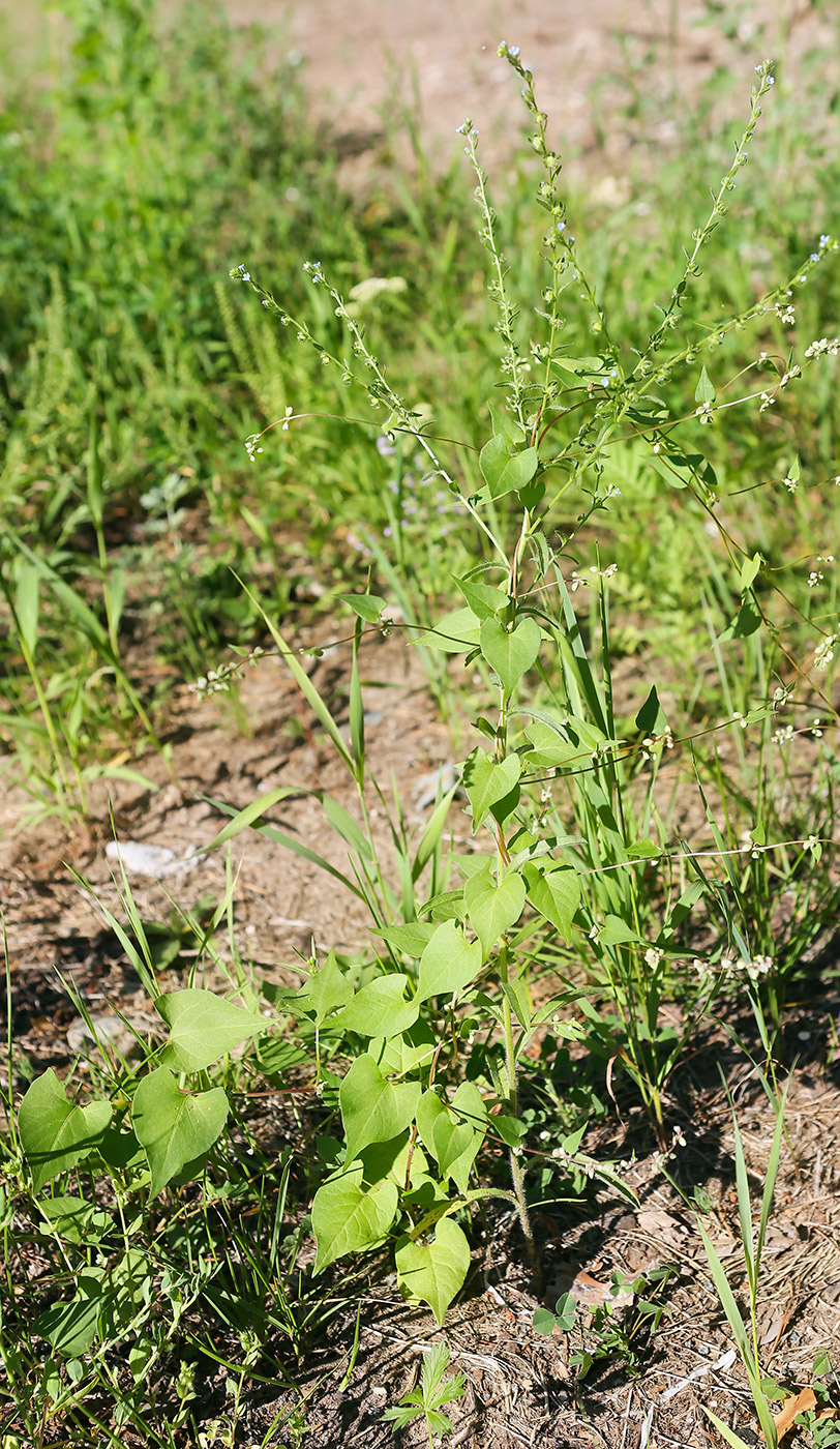 Image of Fallopia convolvulus specimen.