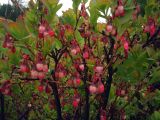 Vaccinium uliginosum. Цветущее растение. Свердловская обл., окр. г. Североуральск, ЛЭП в районе пос. Третий Северный. 07.06.2007.