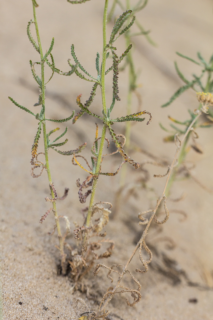 Image of Achillea micrantha specimen.