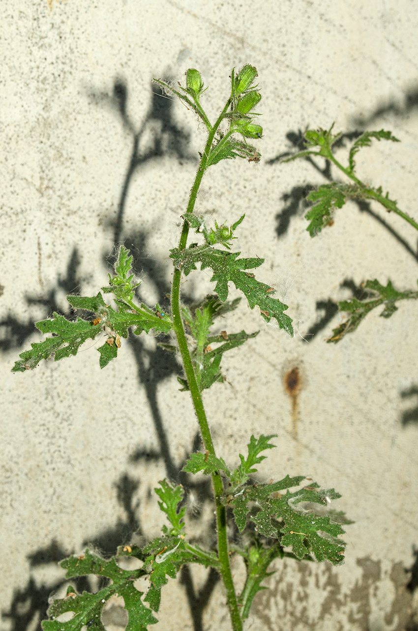 Image of Senecio viscosus specimen.