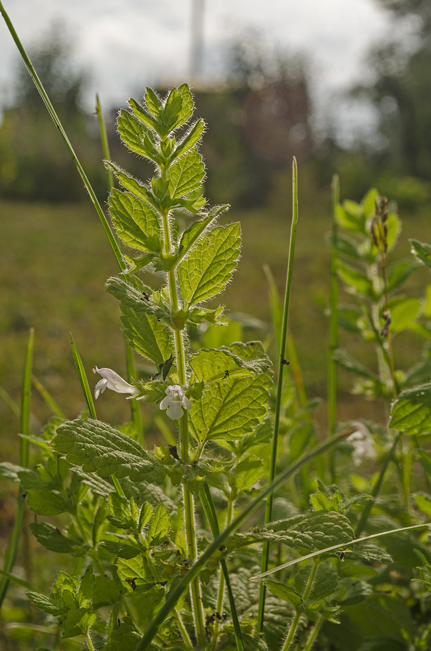 Image of Melissa officinalis specimen.