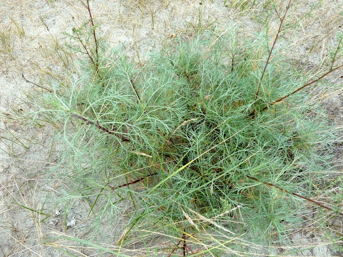 Изображение особи Artemisia campestris.