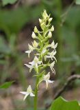 Platanthera bifolia