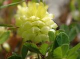 Trifolium campestre