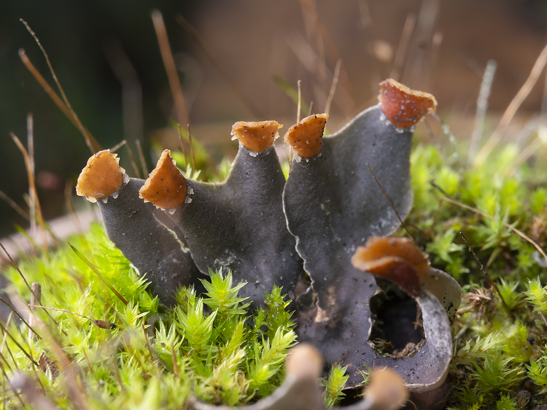 Image of genus Peltigera specimen.