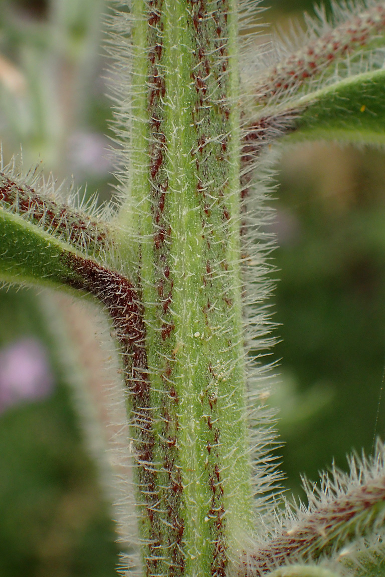 Изображение особи Echium biebersteinii.